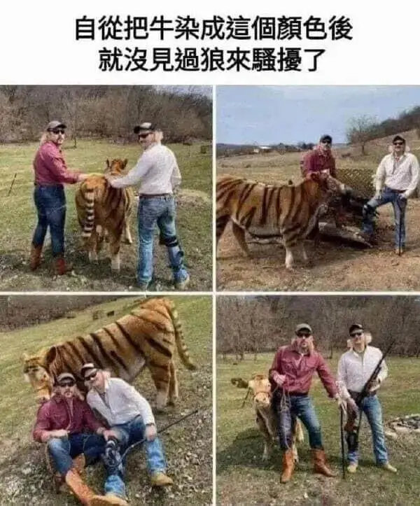 自從把牛染成這個顏色後就沒見過狼來騷擾了