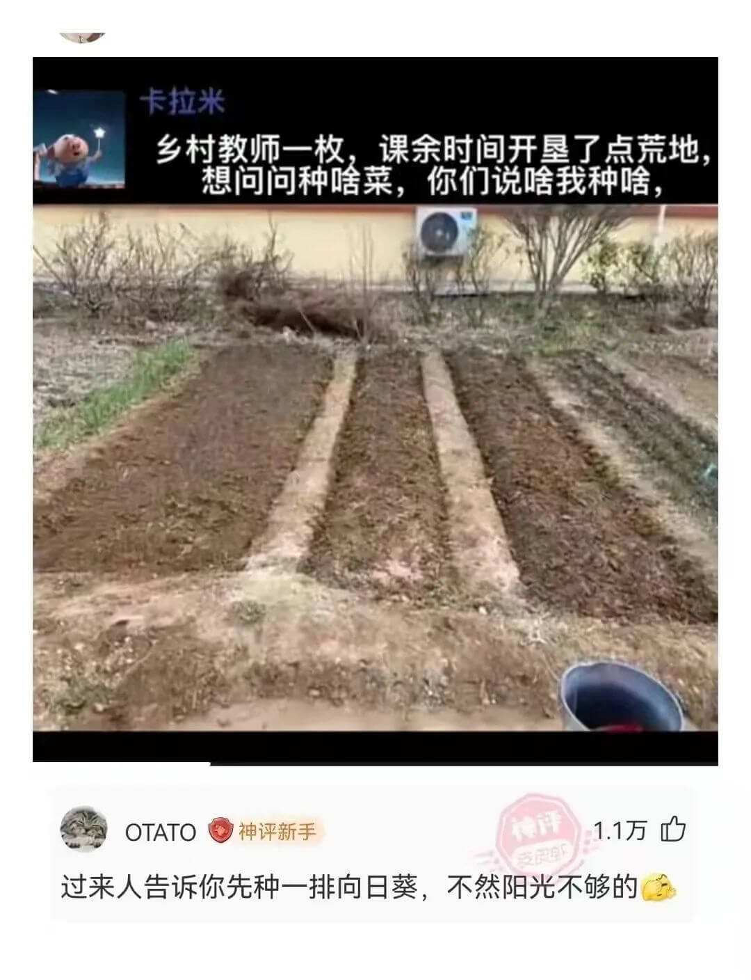 卡拉米乡村教师一枚，课余时间开垦了点荒地想问问种啥菜，你们说