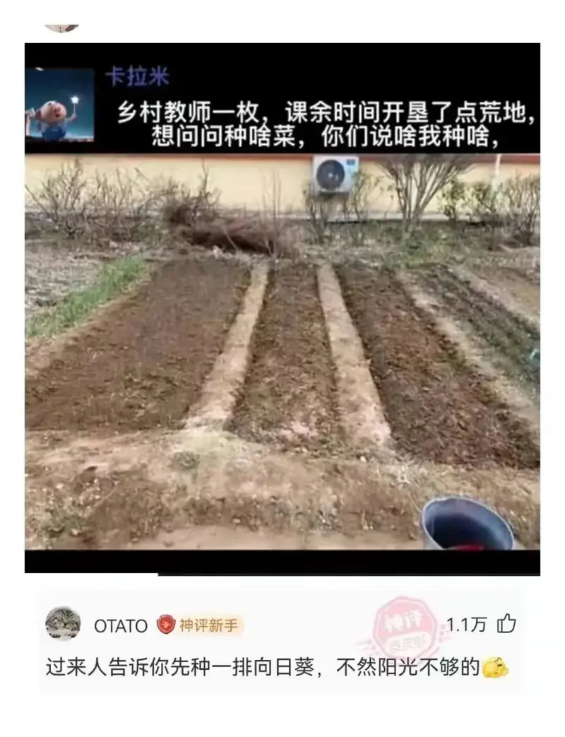 卡拉米乡村教师一枚，课余时间开垦了点荒地想问问种啥菜，你们说