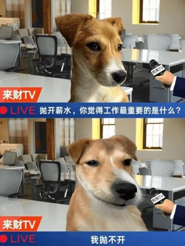 来财TVLIVE抛开薪水，你觉得工作最重要的是什么？来财TV
