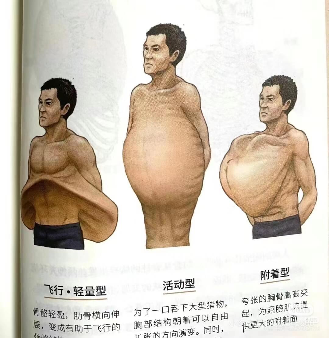 飞行·轻量型活动型附着型骨骼轻盈,肋骨横向伸展,变成有助于飞