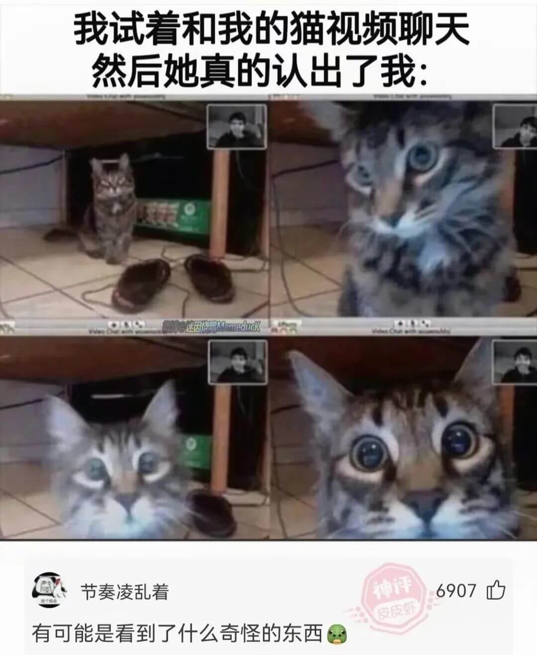 我试着和我的猫视频聊天然后她真的认出了我:00000国Mme