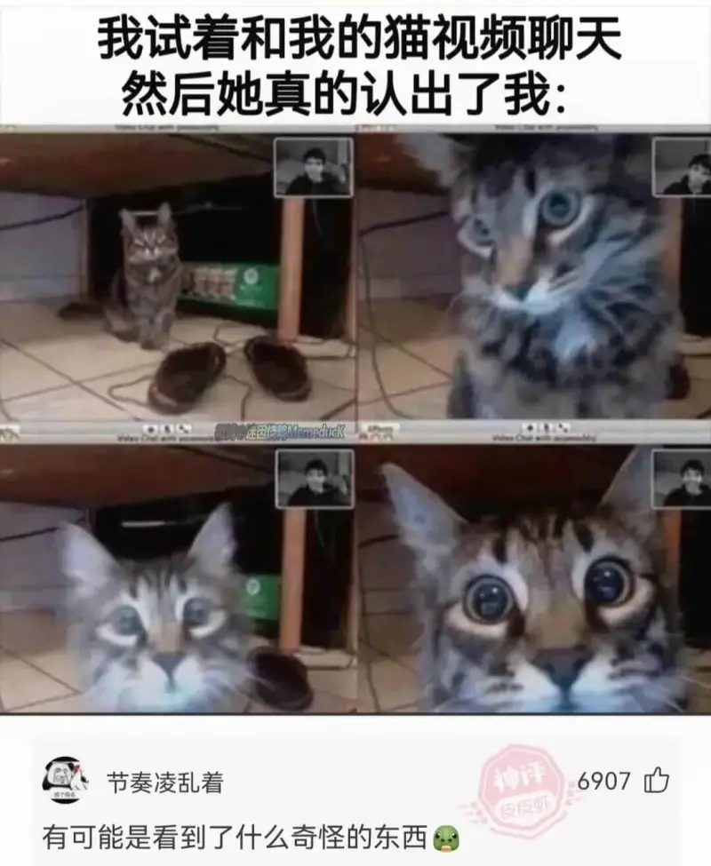 我试着和我的猫视频聊天然后她真的认出了我:00000国Mme