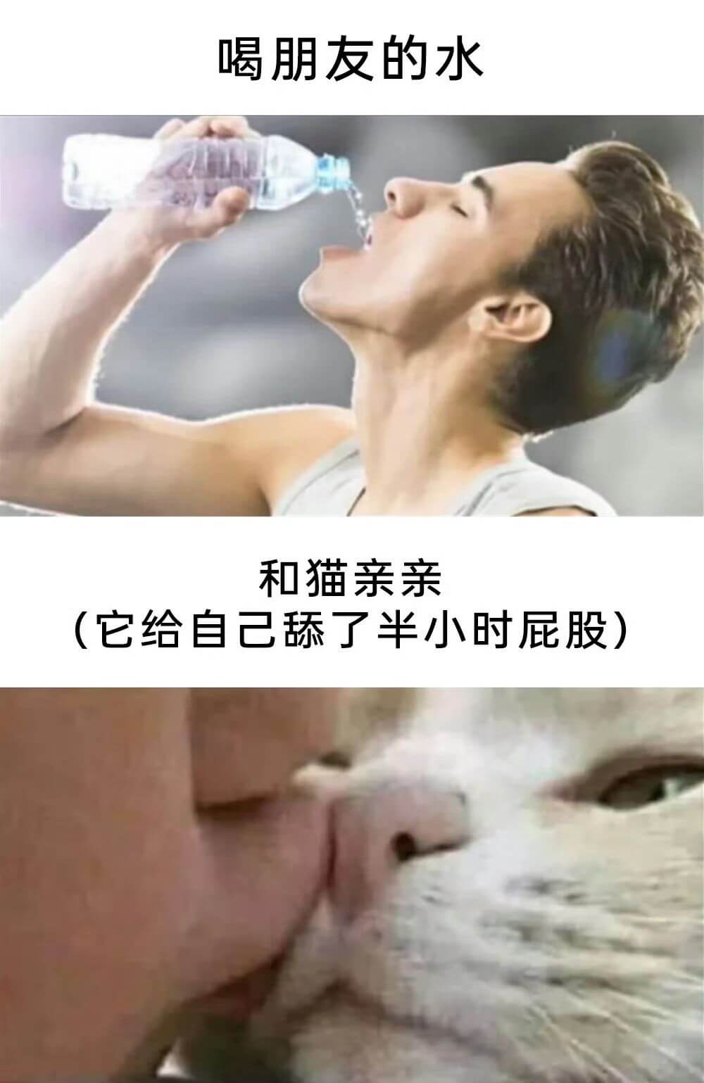 喝朋友的水和猫亲亲（它给自己舔了半小时屁股）