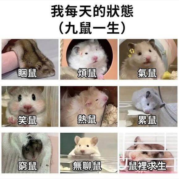 我每天的状熊（九鼠一生）咽鼠烦鼠氯鼠笑鼠熱鼠累鼠鼠無聊鼠鼠裡