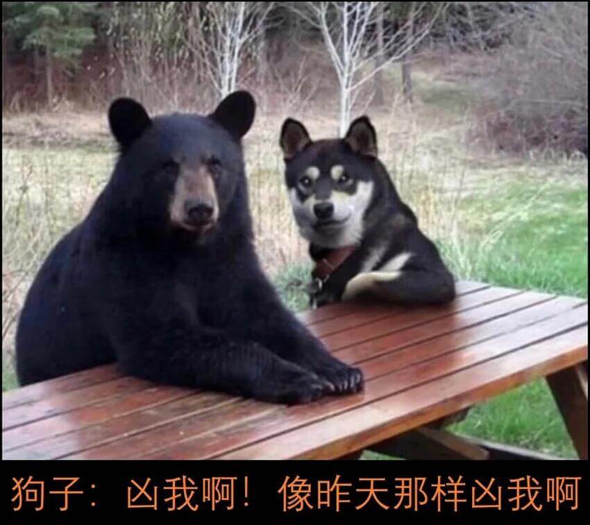 狗子：凶我啊！像昨天那样凶我啊