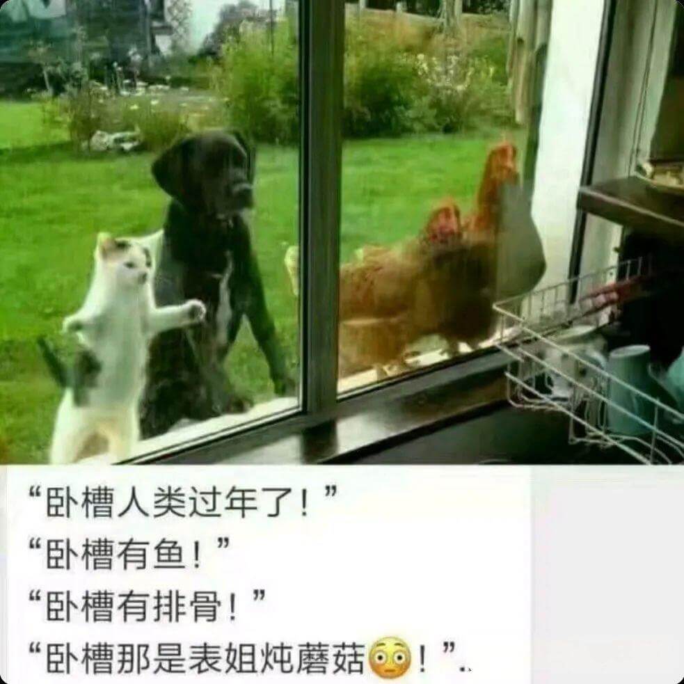 卧槽人类过年了！卧槽有鱼！卧槽有排骨！卧槽那是表姐炖蘑菇