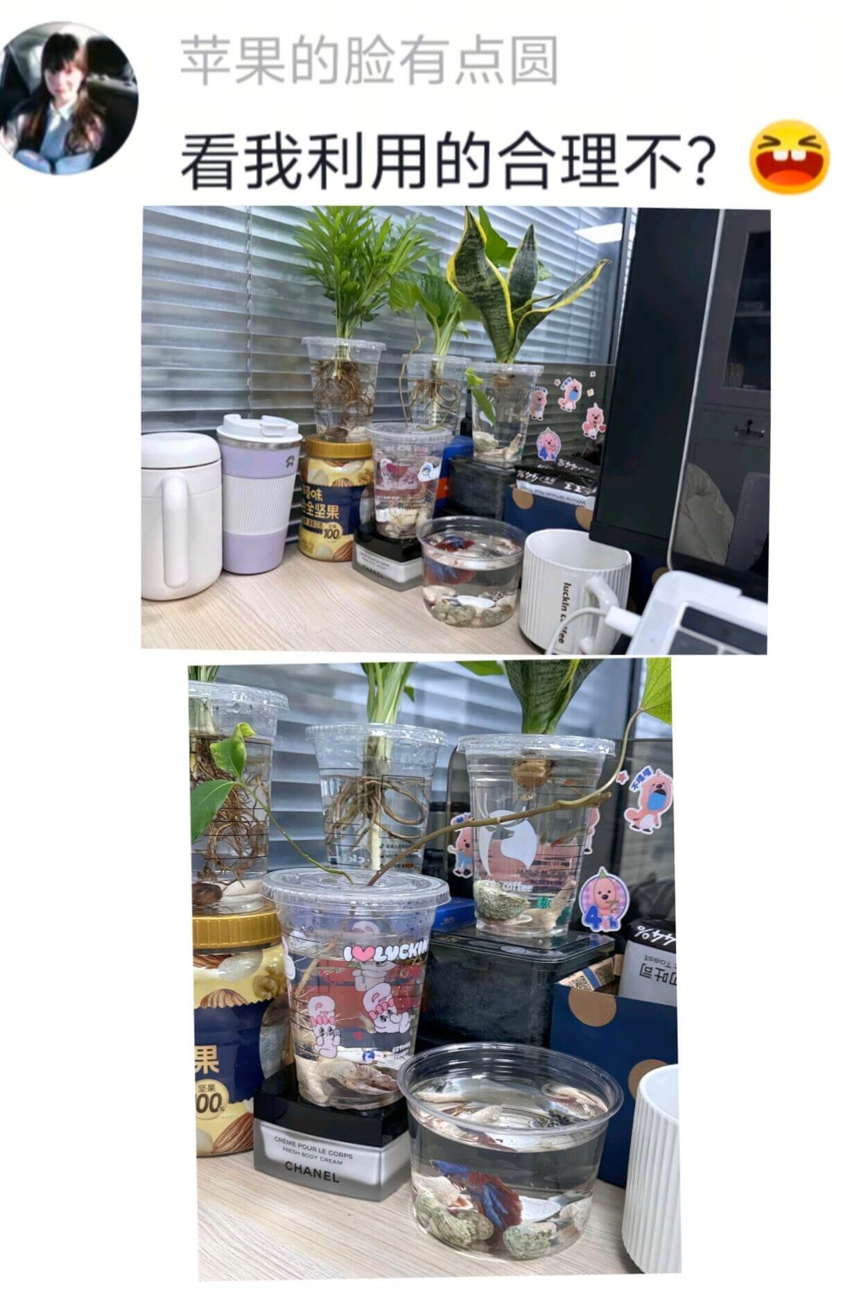 苹果的脸有点圆看我利用的合理不?回和果品