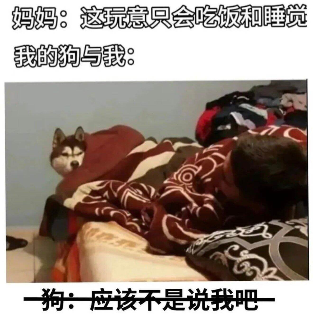 妈妈：这玩意只会吃饭和睡觉我的狗与我：狗：应该不是说我吧