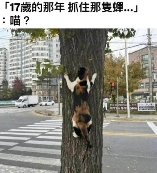 「17的那年抓住那蟑..」「喵？」