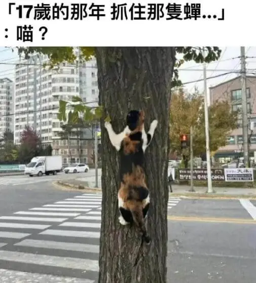 「17的那年抓住那蟑..」「喵？」