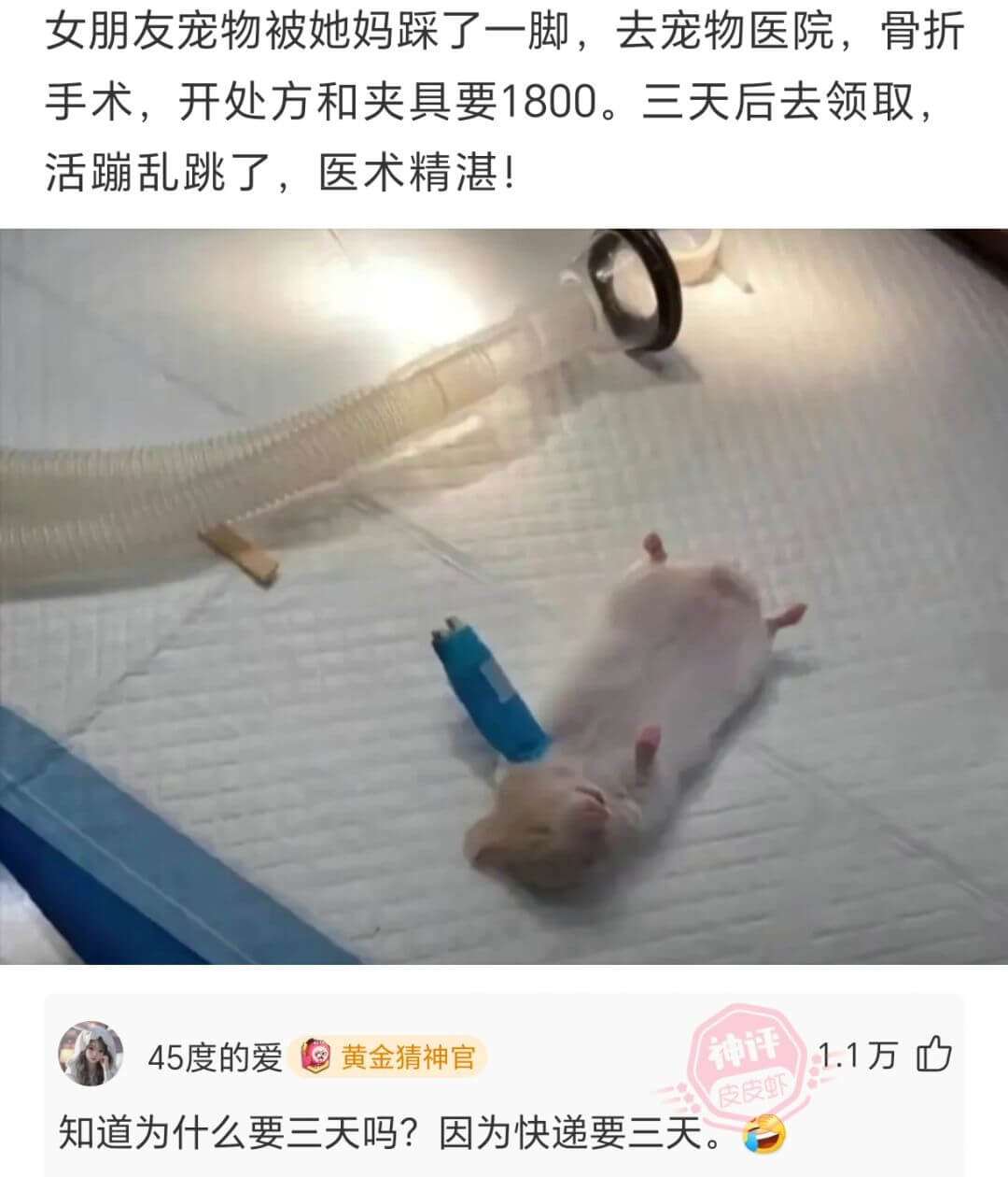 女朋友宠物被她妈踩了一脚，去宠物医院，骨折手术，开处方和夹具