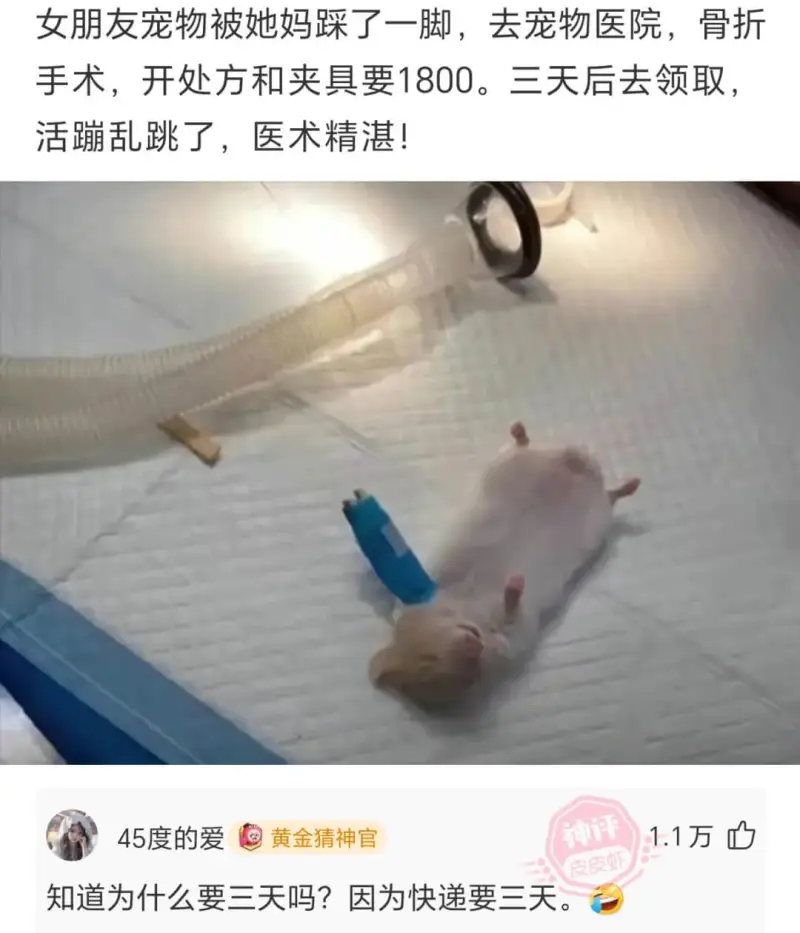 女朋友宠物被她妈踩了一脚，去宠物医院，骨折手术，开处方和夹具