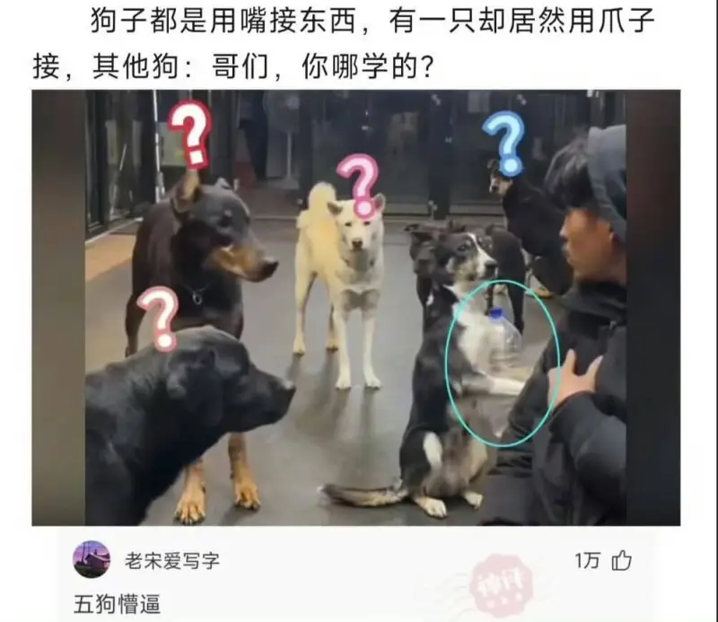 狗子都是用嘴接东西，有一只却居然用爪子接，其他狗:哥们，你哪