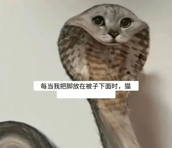 每当我把脚放在被子下面时，猫