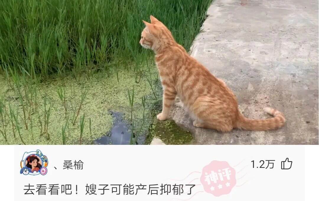 、桑榆1.2万去看看吧!嫂子可能产后抑郁了