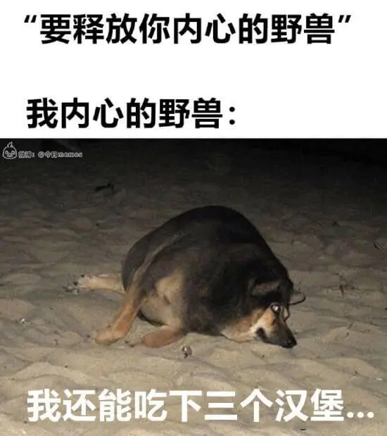 我内心的野兽:我还能吃下三个汉堡.