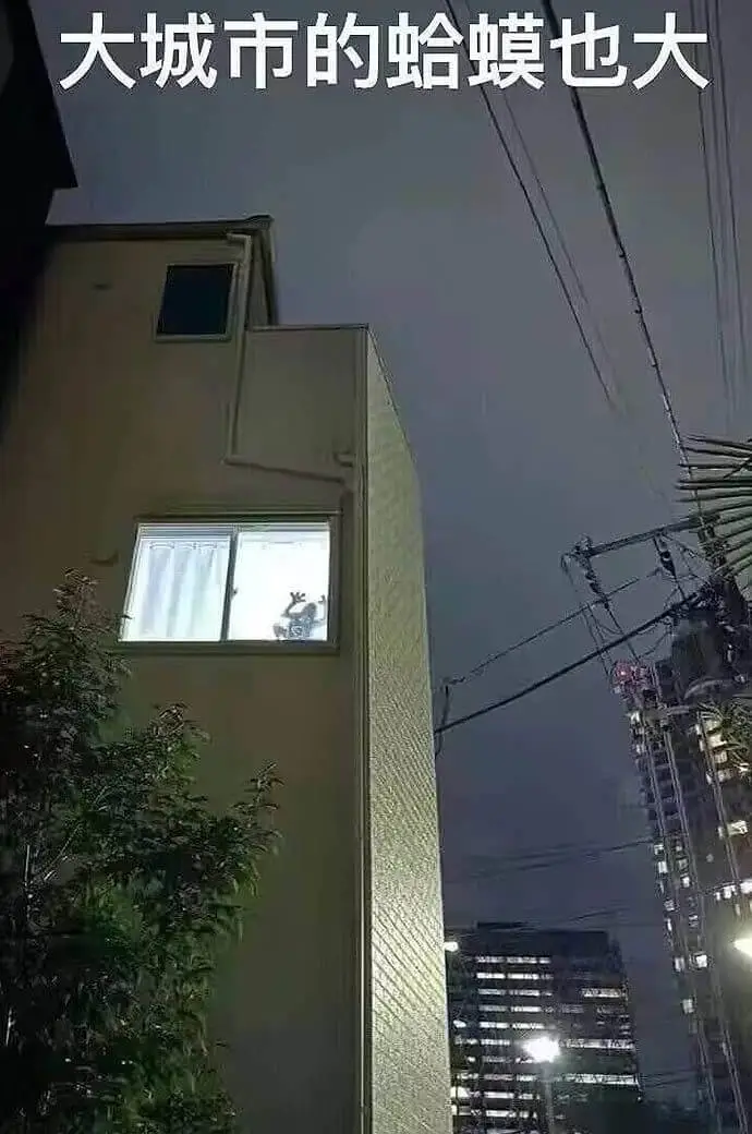 大城市的蛤蟆也大