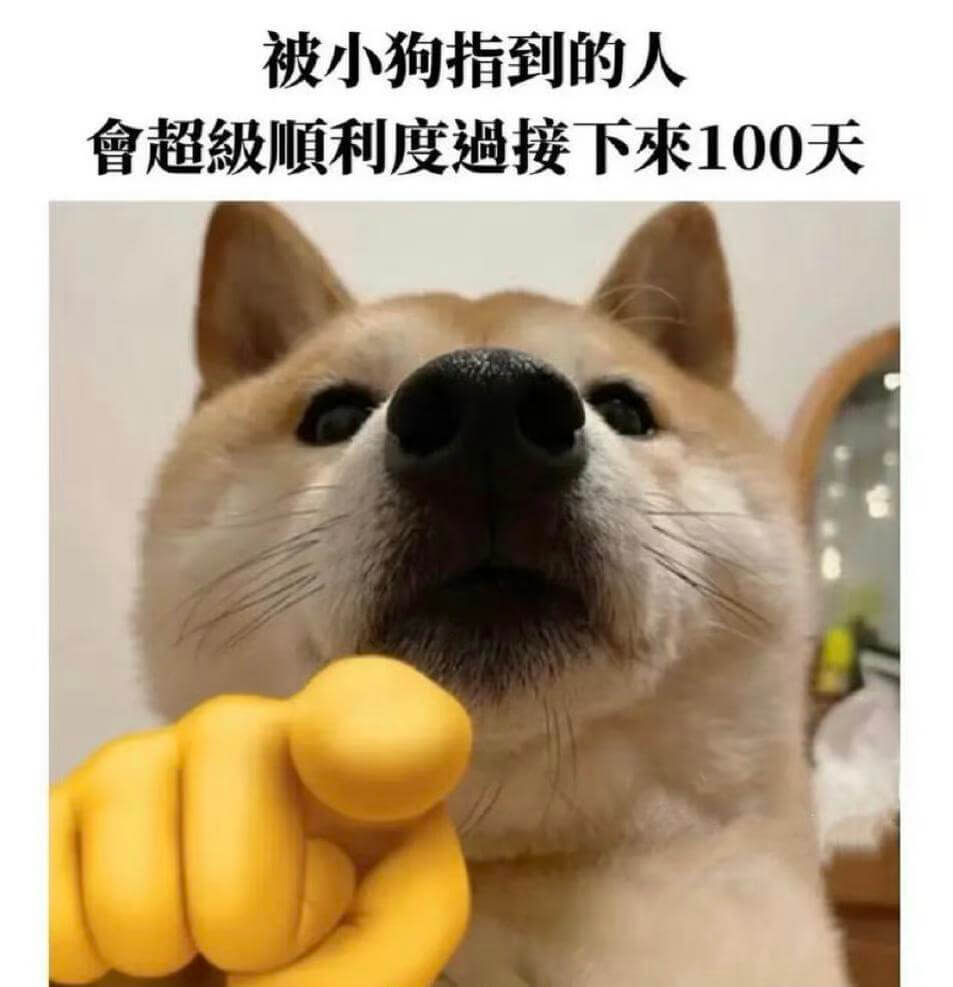 被小狗指到的人會超級順利度過接下來100天
