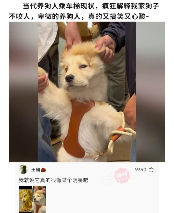 当代养狗人乘车梯现状，疯狂解释我家狗子不咬人，卑微的养狗人，