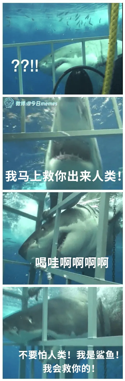 微博:@今日memes我马上救你出来人类！喝哇啊阿啊啊啊不要
