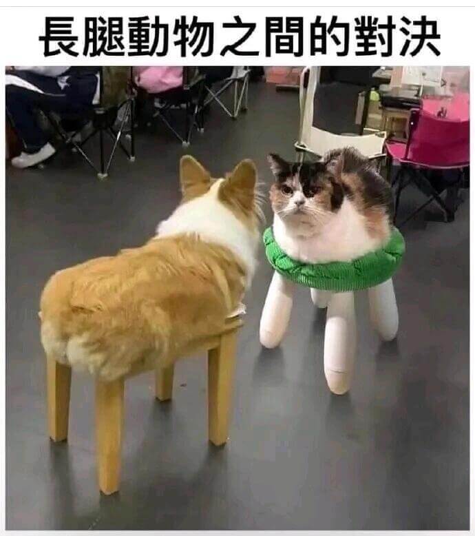 長腿動物之間的對决