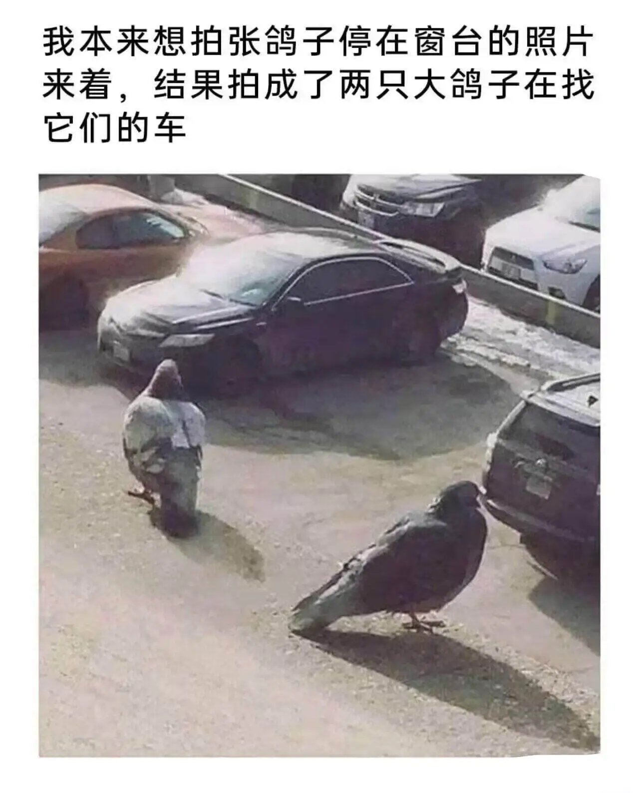 我本来想拍张鸽子停在窗台的照片来着，结果拍成了两只大鸽子在找