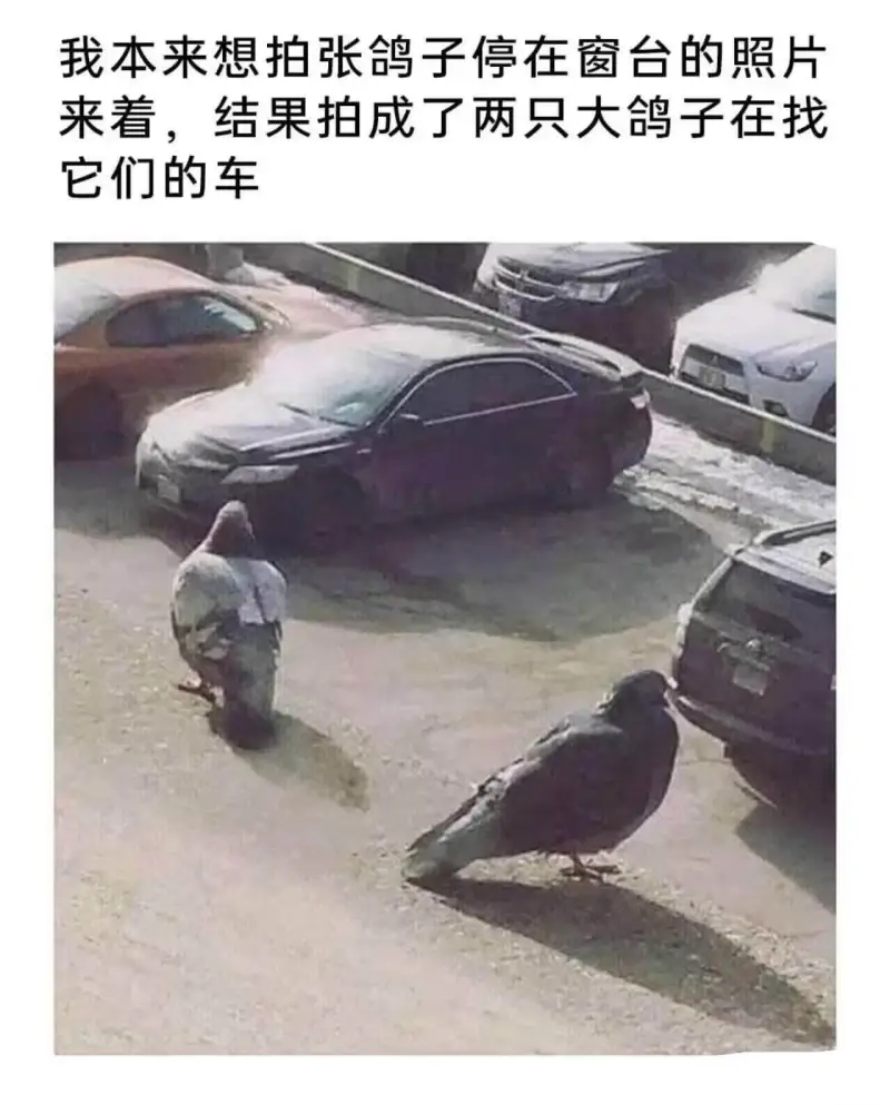 我本来想拍张鸽子停在窗台的照片来着，结果拍成了两只大鸽子在找