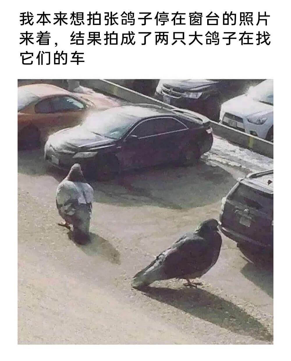 我本来想拍张鸽子停在窗台的照片来着，结果拍成了两只大鸽子在找