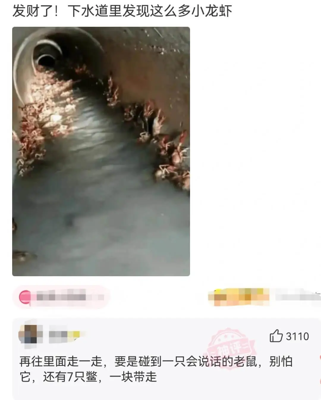 发财了!下水道里发现这么多小龙虾再往里面走一走，要是碰到一只