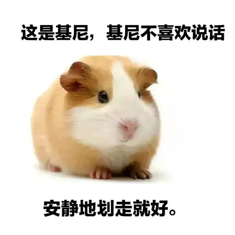 这是基尼，基尼不喜欢说话。安静地划走就好。