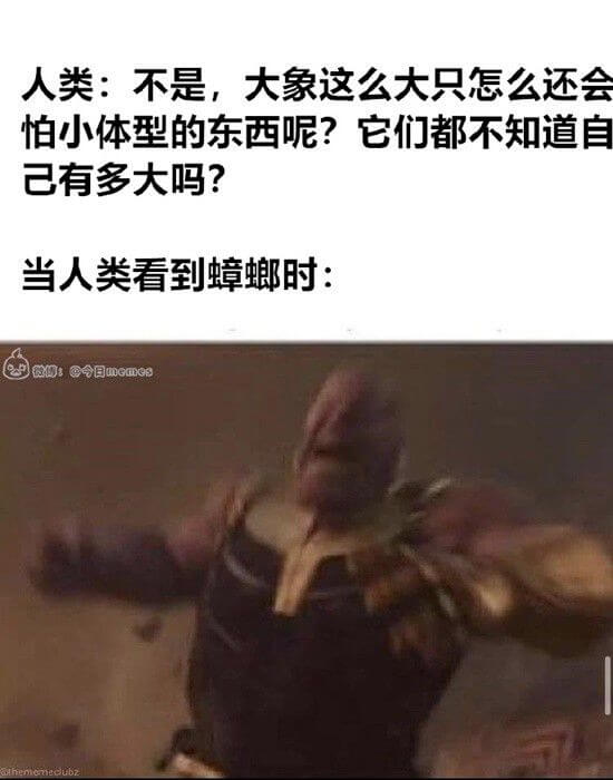 人类:不是，大象这么大只怎么还会怕小体型的东西呢?它们都不知