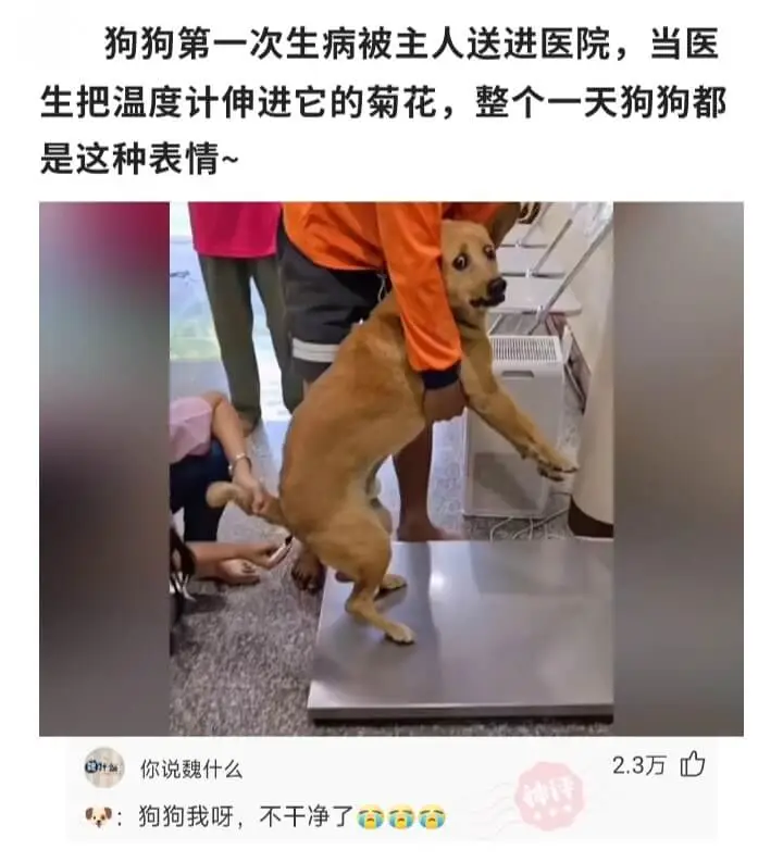 狗狗第一次生病被主人送进医院，当医生把温度计伸进它的菊花，整