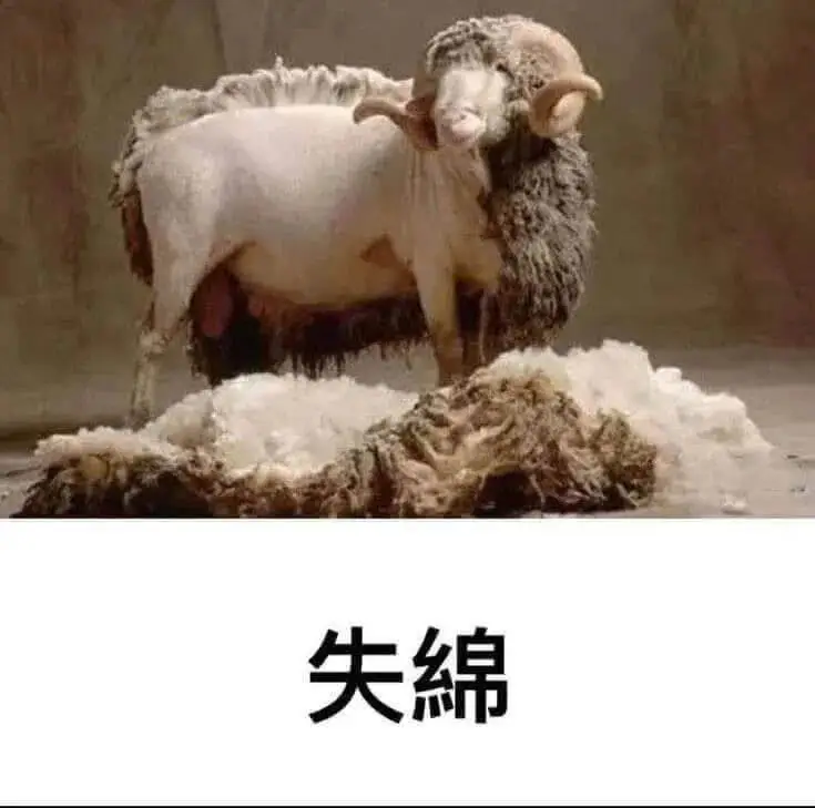 失綿