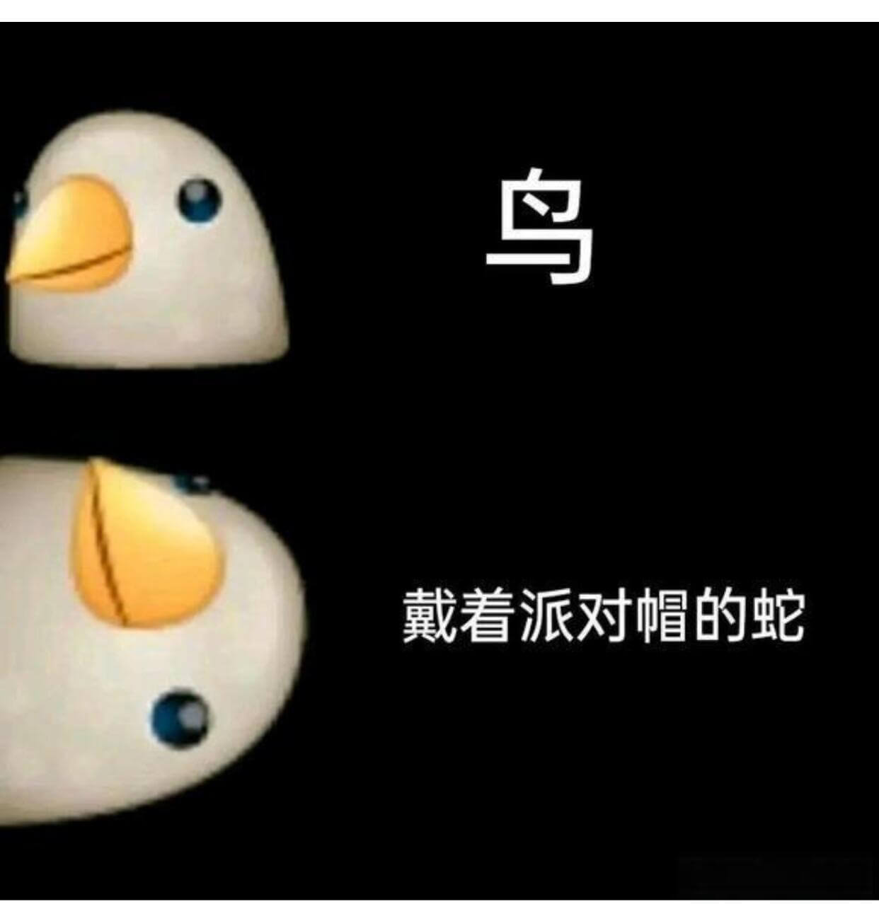 鸟戴着派对帽的蛇