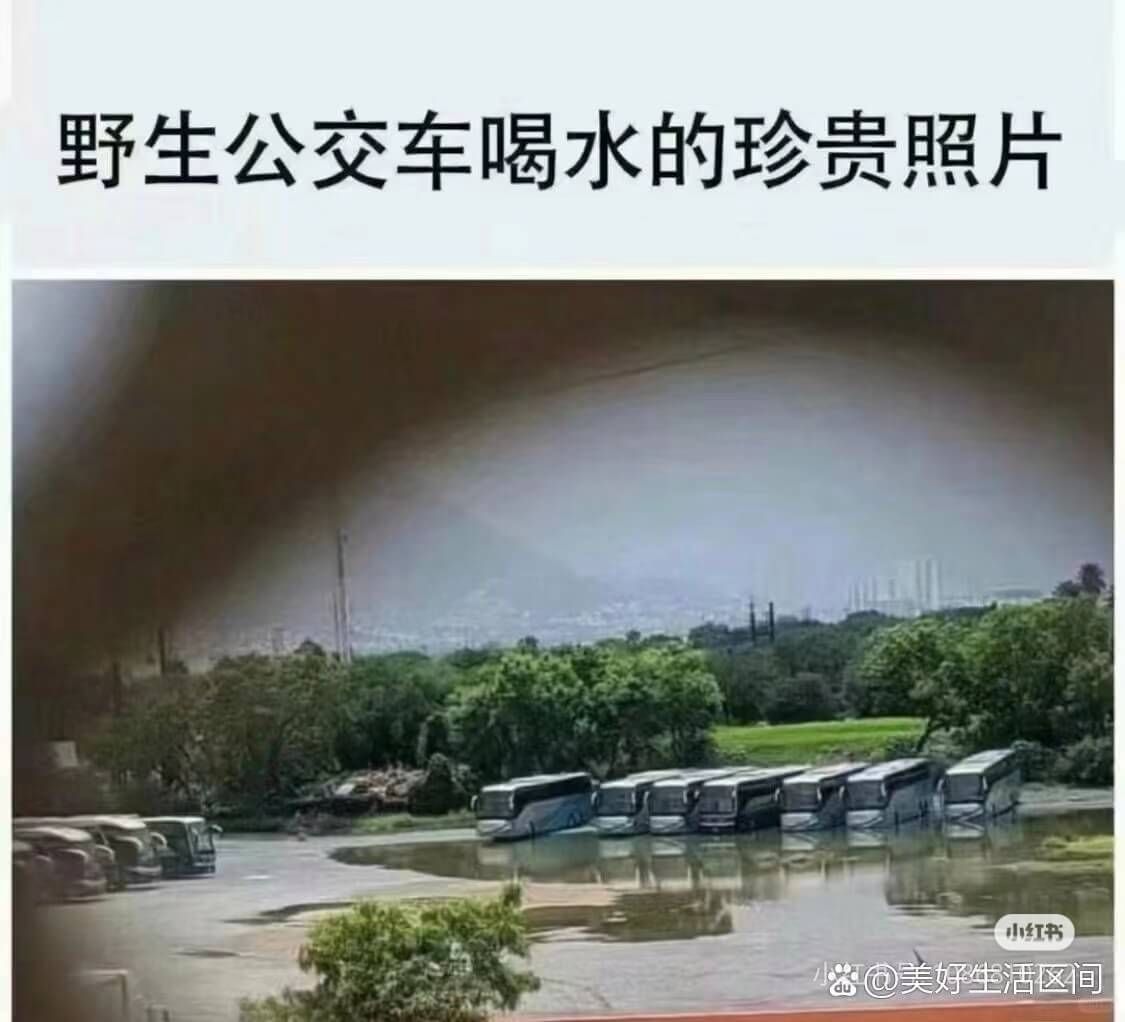 野生公交车喝水的珍贵照片小红书美好生活区间