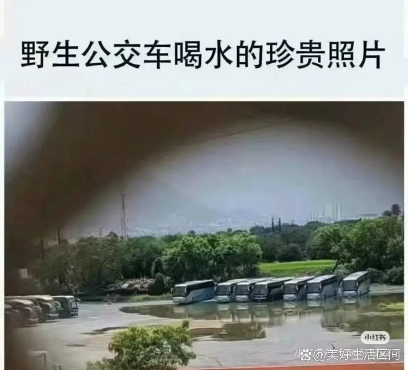 野生公交车喝水的珍贵照片小红书美好生活区间