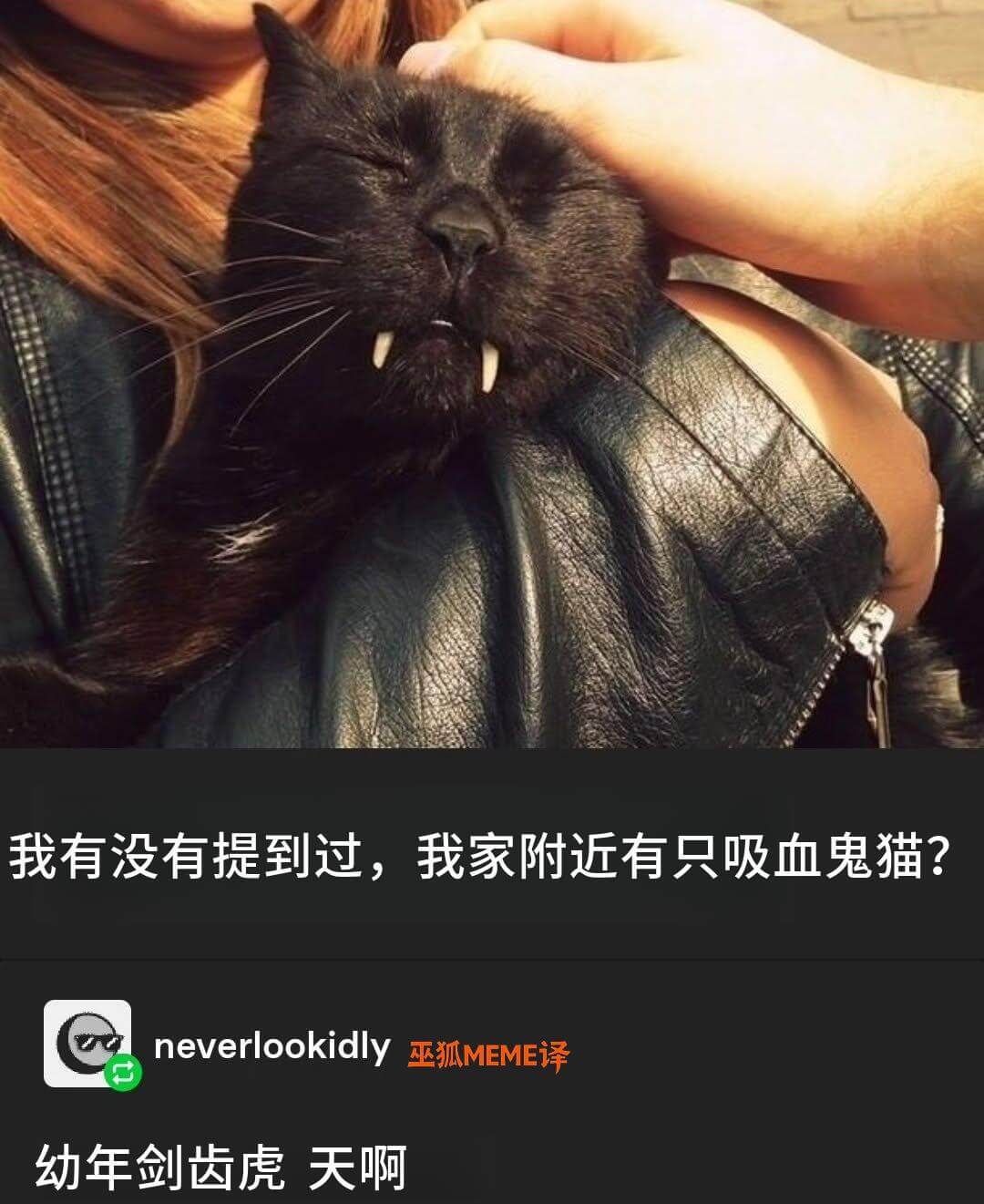 我有没有提到过，我家附近有只吸血鬼猫？neverlookid
