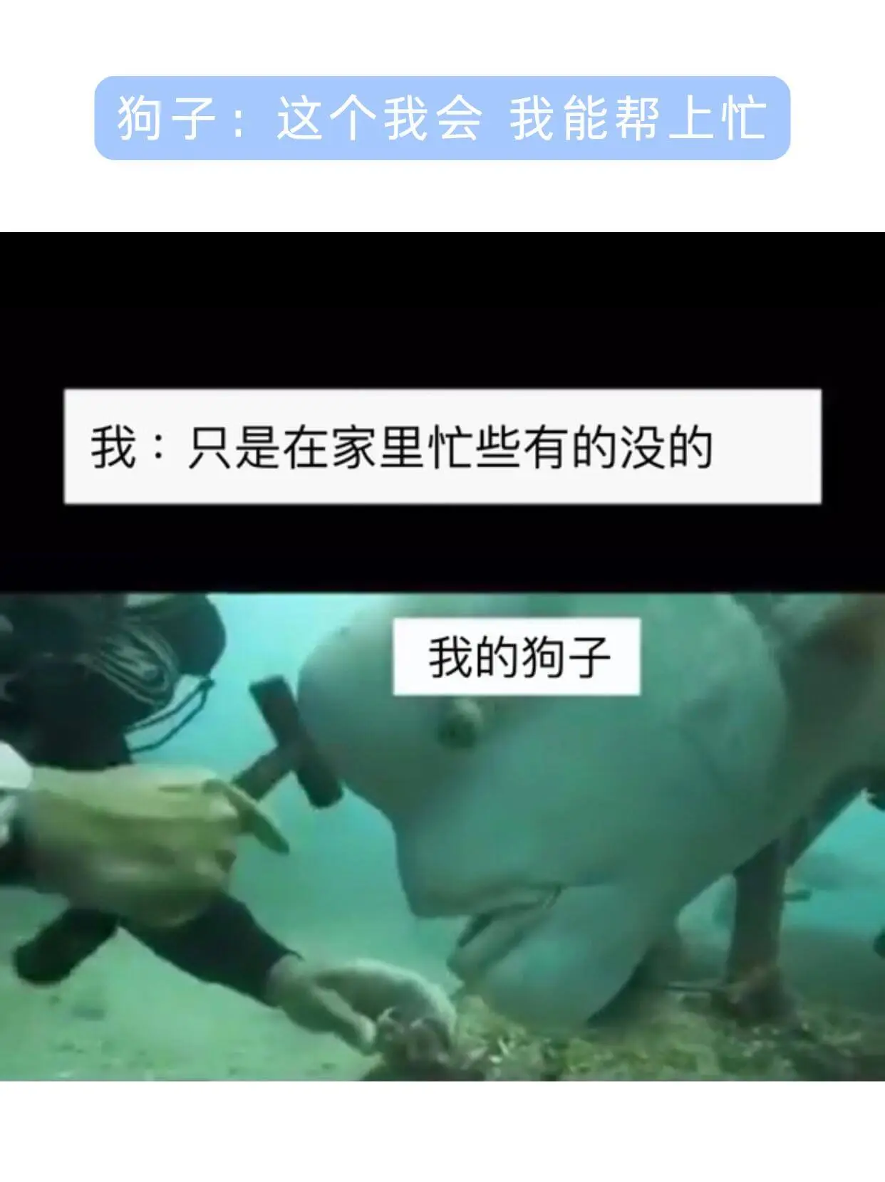 狗子：这个我会我能帮上忙我：只是在家里忆忙些有的没的我的狗子