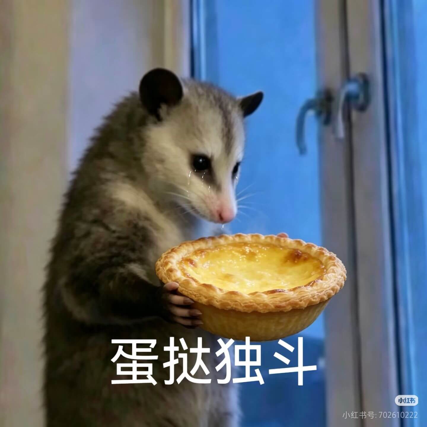 蛋挞独斗小红书小红书号:702610222