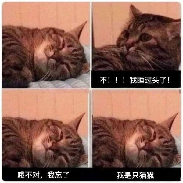 不！！！我睡过头了！哦不对，我忘了我是只猫猫