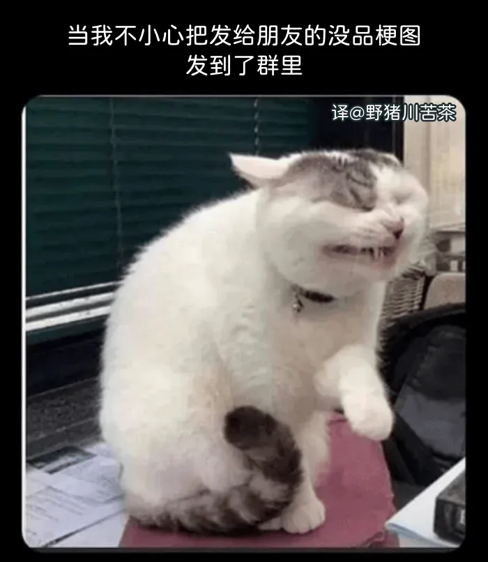 当我不小心把发给朋友的没品梗图发到了群里野猪川苦茶译@@