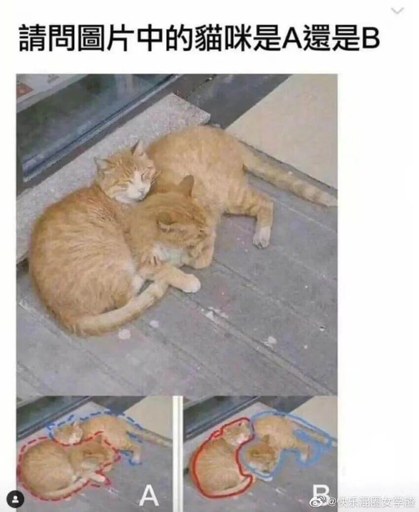 请间图片中的猫咪是A是B@快乐混圈友学渣