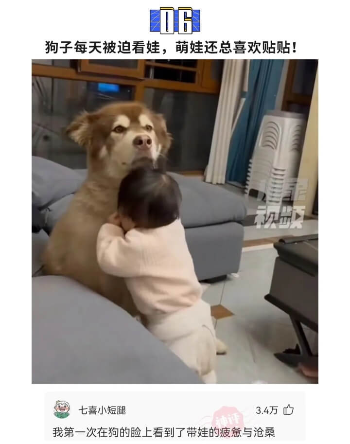 狗子每天被迫看娃，萌娃还总喜欢贴贴!七喜小短腿3.4万我第一