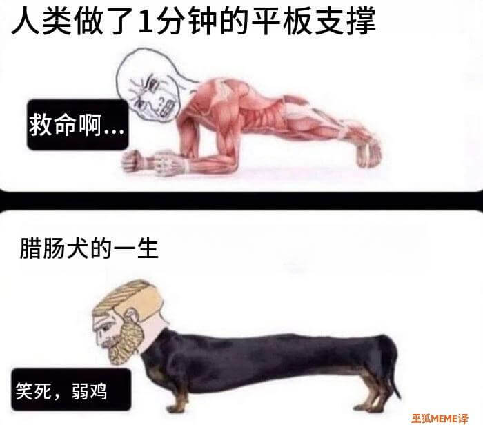 人类做了1分钟的平板支撑救命啊腊肠犬的一生笑死，弱鸡巫狐ME