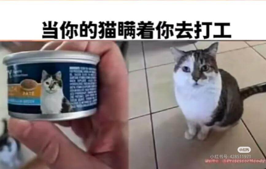 当你发现你的猫瞒着你去打工小红书小红书号:428511971