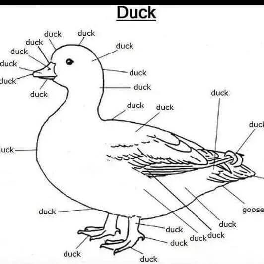 Duckduckduckduckduckduckduckdu
