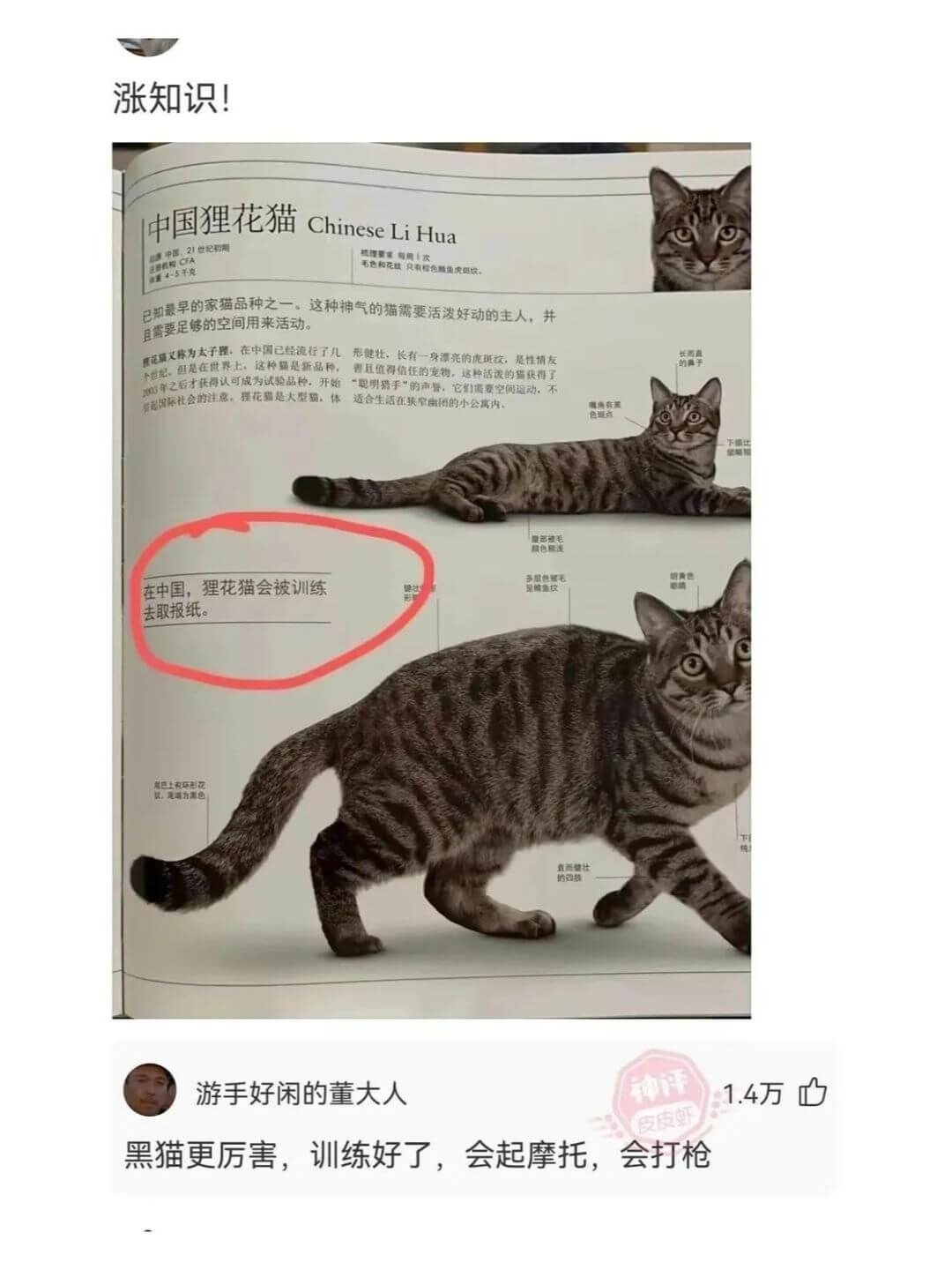 涨知识!中国狸花猫ChineseLiHua0精理要求每周1次