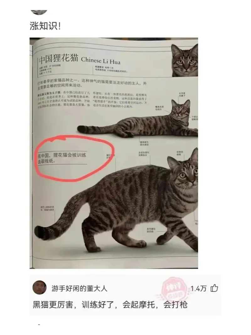 涨知识!中国狸花猫ChineseLiHua0精理要求每周1次