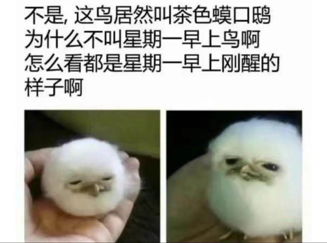 不是,这鸟居然叫茶色蟆口鸱为什么不叫星期一早上鸟啊怎么看都是